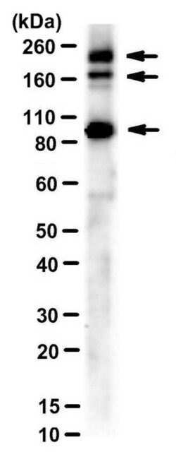 MilliporeSigma&trade;&nbsp;Myoferlin, Mouse, Unlabeled, Clone: 159,